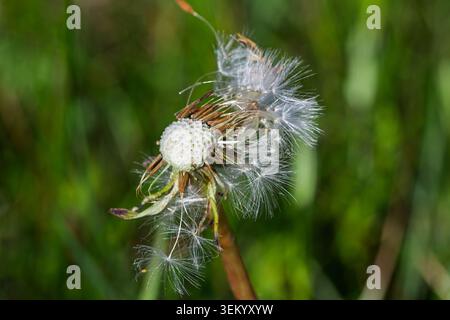 Close up of a Dandelion clock . Quebec,Canada. Stock Photo