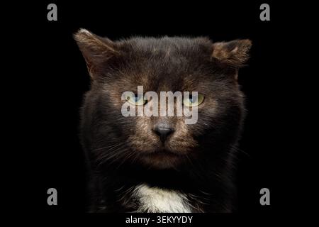 Portrait of unusual tranquility brown cat look like bear on isolated black background, front view with bite ear Stock Photo