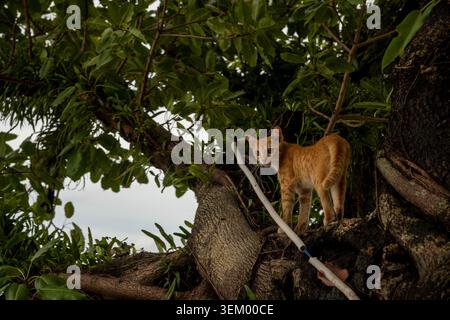 A young orange tabby cat stands confidently on the thick branches of a large tree, looking directly at the camera. Lush green foliage surrounds the sc Stock Photo