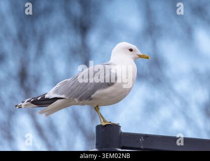 Common gull Stock Photo