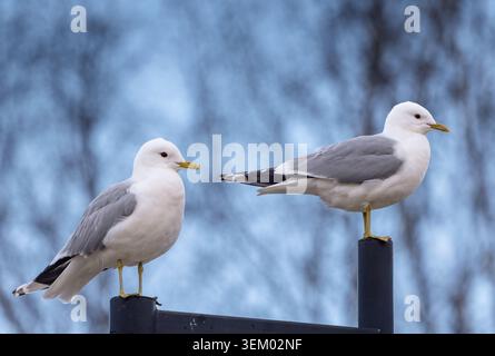 Common gull Stock Photo