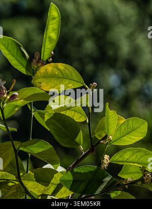 the leaves of a Citrus Tree and small buds Stock Photo
