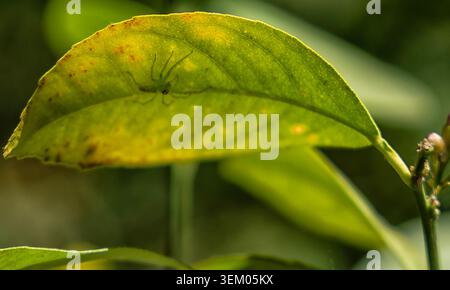 A Green Lynx Spider on a Citrus Tree leaf. Stock Photo