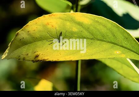 A Green Lynx Spider on a Citrus Tree leaf. Stock Photo