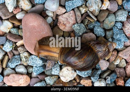 Top view of large brown snail with striped spiral shell moving across colorful wet gravel stones in garden. Concept of biodiversity, wildlife macro Stock Photo