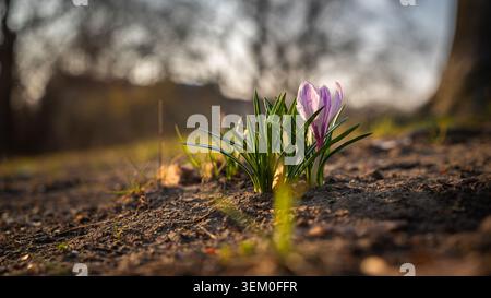 A purple crocus flower blooming from the soil in soft golden spring light with shallow depth of field and natural background blur. Delicate seasonal c Stock Photo