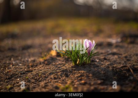 A single purple crocus growing from the soil in warm spring evening light. Minimal seasonal close-up with soft bokeh, natural textures, and a calm out Stock Photo