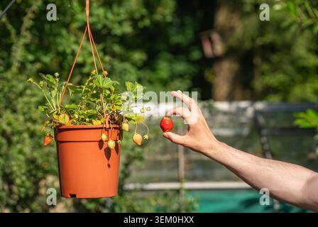 Hand picks fresh ripe strawberry from the pot hanging in the garden, organic homegrown fruit harvest Stock Photo