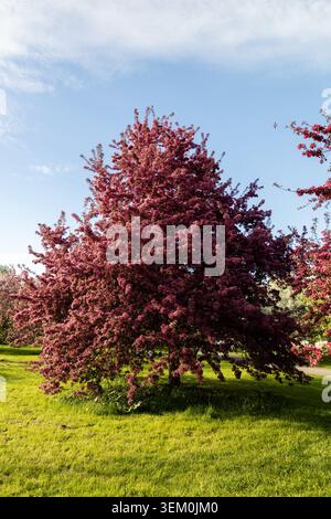 Large flowering crabapple tree covered in pink blossoms on green grass lawn in park during spring. Dominion Arboretum in Ottawa, Canada. Stock Photo