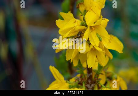 Hoverfly on a forsythia flower in late spring, London, UK Stock Photo