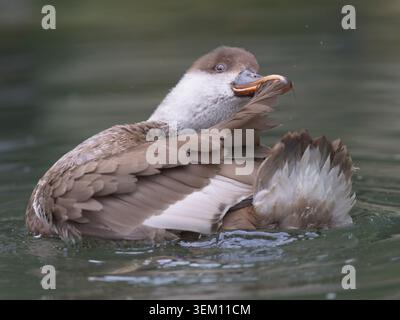 Female Red-Crested Pochard Duck Preening Its Feathers While Swimming in a Pond Stock Photo