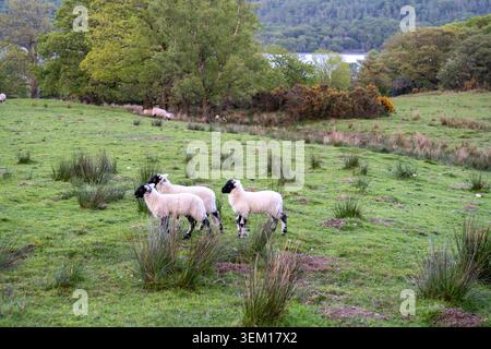 Three black-faced lambs stand in a lush green lakeside field in the Lake District, with trees and water visible beyond. Stock Photo