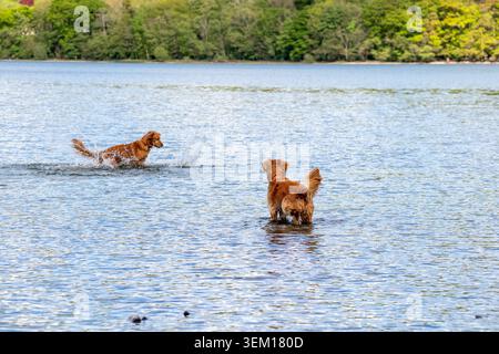 Two golden retrievers splashing and playing in a calm lake surrounded by lush green trees in spring Stock Photo