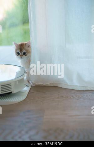 A British long-haired kitten. Stock Photo