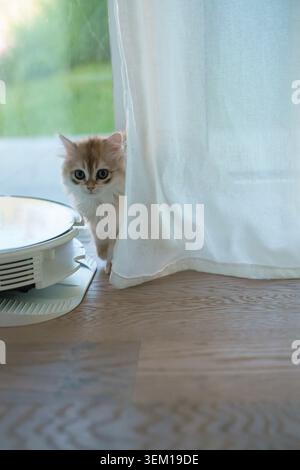 A British long-haired kitten. Stock Photo