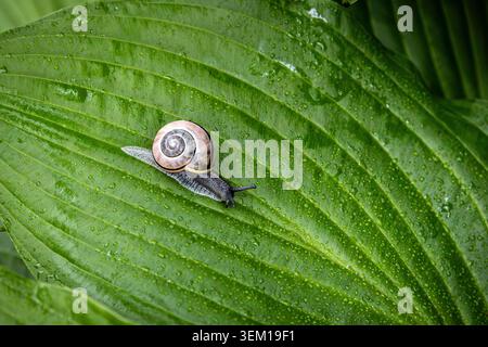 Snail on a green leaf Stock Photo