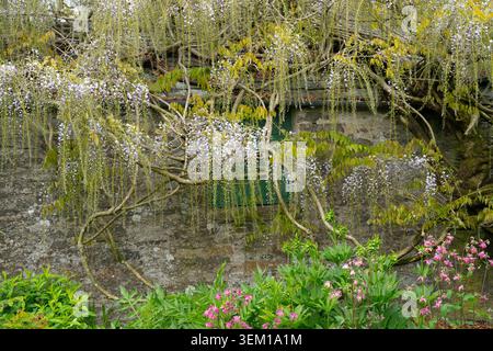 Wisteria cascading over an old stone wall with pink flowers and green foliage in a traditional garden Stock Photo