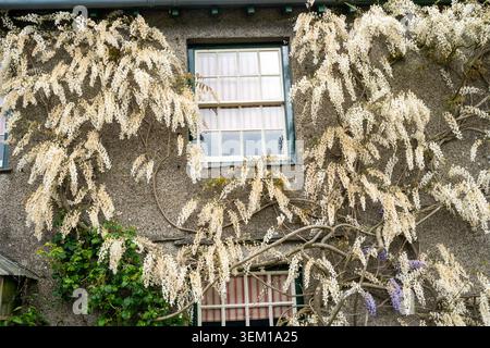 White wisteria in full bloom cascading across a stone rendered cottage wall with sash windows, spring flowering climber Stock Photo