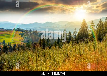 sunset over fir trees on a meadow down the will to coniferous forest in sunny mountains of Ukraine. nature background of carpathian mountain landscape Stock Photo
