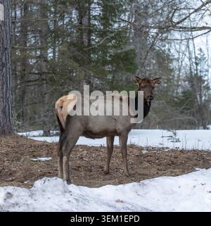 Female elk on a March morning in Clam Lake, Wisconsin. Stock Photo
