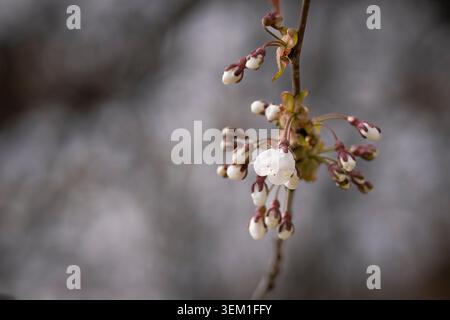 Delicate white cherry blossom buds and an opening flower on a branch in early spring, captured in soft natural light with a blurred background. Stock Photo