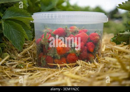 Freshly picked organic strawberries in a transparent plastic bucket on a farm field background Stock Photo
