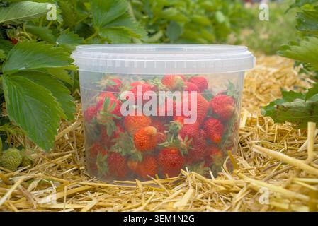Freshly picked organic strawberries in a transparent plastic bucket on a farm field background Stock Photo