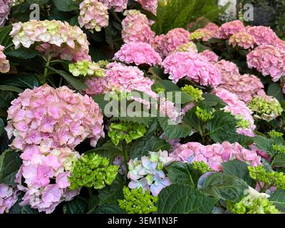 Hydrangea macrophylla pink flowering shrub Stock Photo