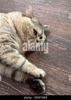 Lazy cat lying on the floor Stock Photo