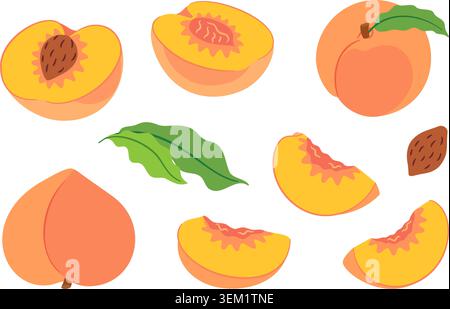 Hand drawn peach fruit set. isolated on white background. Flat style design of whole peaches, halves with pits, various slices, seeds, green leaves. for food packaging, branding, stickers, menus Stock Vector