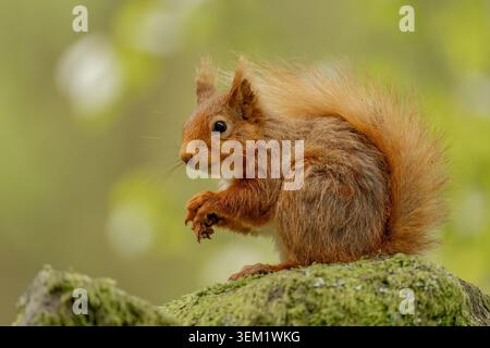 Native red squirrel sitting on a tree branch, with colourful fur, bushy tail and natural woodland background. Stock Photo