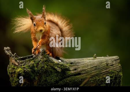 Red squirrel perched on a tree trunk in natural woodland, a cute native British mammal with bright fur and bushy tail. Stock Photo