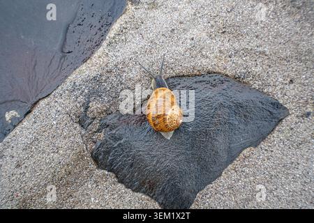Brown-shelled snail on a black basalt rock surface. Stock Photo
