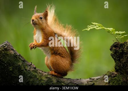Red squirrel perched on a tree trunk in natural woodland, a cute native British mammal with bright fur and bushy tail. Stock Photo