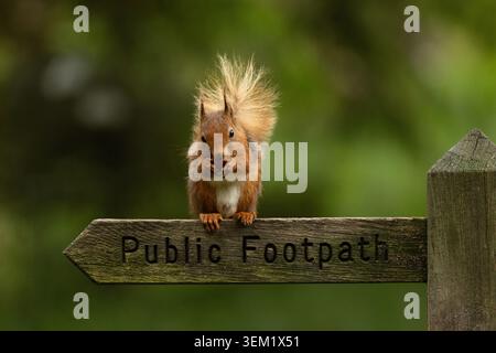 Red squirrel sitting on a public footpath sign, a cute native British mammal in a countryside wildlife scene. Stock Photo