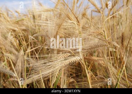 Ripe barley ears with long awns growing in an agricultural field before harvest, golden cereal spikes for malt and beer production, farming concept. Stock Photo