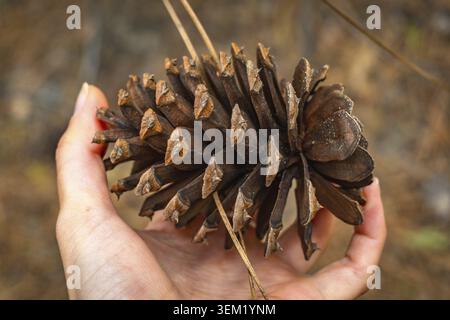 Hand gently holding a large pine cone, showcasing its textured scales and rustic brown color, symbolizing connection to nature, environmental awarenes Stock Photo