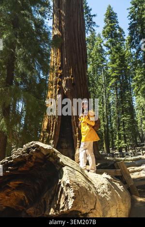 Woman wearing yellow rain jacket and backpack stands on a fallen log, looking at a towering giant sequoia tree with a hollowed trunk in a massive redw Stock Photo