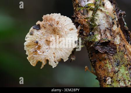 Tiny translucent mushroom growing on decaying wood in the cloud forest of Sumaco Biosphere Reserve, Ecuador. Stock Photo