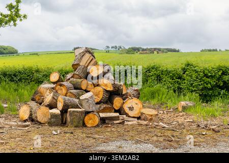 Freshly cut tree logs stacked in a rural field after storm damage, ready for seasoning and use as firewood Stock Photo