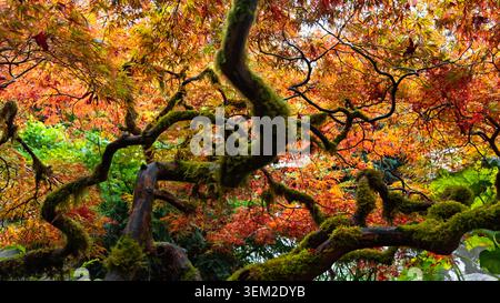 Gnarled branches covered in green moss with vibrant orange and red maple leaves in Kubota Garden, Seattle. Stock Photo