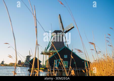 Scenic dutch windmills on water canal bank behind golden reed grass, historic wooden mills and houses at sunset in zaanse schans netherlands countrysi Stock Photo