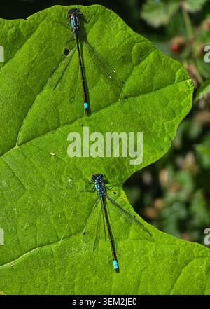 Vibrant Pair of Two Vivid Blue Damselflies Perched on a Green Leaf Stock Photo