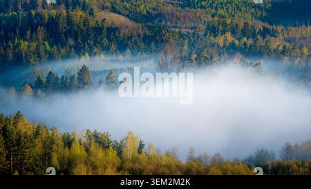 View of thick white fog rolling through a dense pine forest with green and yellow trees under soft morning light in Kowale Oleckie, Warmian-Masurian, Stock Photo