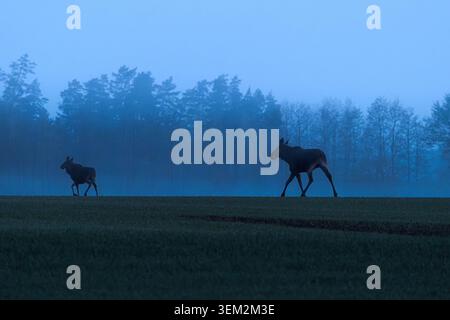 View of two moose walking through a field in the morning mist with a forest background in Kowale Oleckie, Warmian-Masurian Voivodeship, Poland. Stock Photo