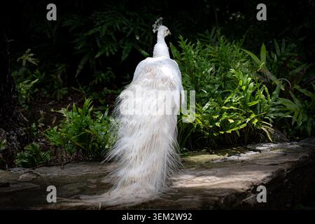 View of a white peacock with long tail feathers standing on a stone ledge near lush green tropical plants at Ardastra Gardens, Nassau, New Providence, Stock Photo
