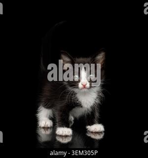 Black with white Kitten with beautiful eyes Looking playful on isolated background, front view Stock Photo