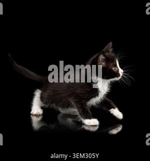 Black with white Kitten with beautiful eyes Looking playful on isolated background, side view Stock Photo