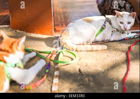 Two cats in harnesses rest peacefully on a stone surface after a fun session of playing. Stock Photo