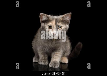 Cute Tortoise Kitten, Sitting Looking down and shy, Looks guilty, on Isolated Black Background Stock Photo